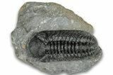 Detailed Austerops Trilobite - Ofaten, Morocco #323568-1